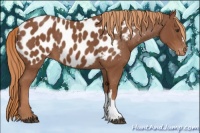 Horse Color:Chestnut Near Leopard 