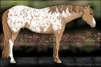 Horse Color:Chestnut Near Leopard 