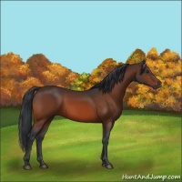 Horse Color:Brown 