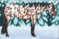 Horse Color:Bay Near Leopard 