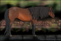Horse Color:Brown Rabicano