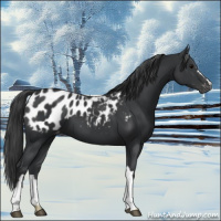 Horse Color:Black Appaloosa 