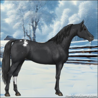 Horse Color:Black Appaloosa 