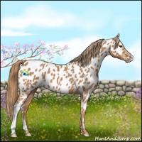 Horse Color:Red Roan Near Leopard 