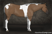 Horse Color:Gray Liver Red Dun Tobiano 