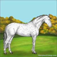 Horse Color:Blue Roan Leopard 