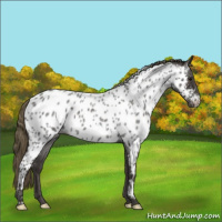Horse Color:Smoky Blue Roan Near Leopard 