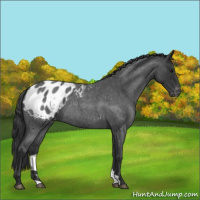 Horse Color:Blue Roan Appaloosa