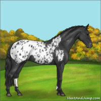 Horse Color:Blue Roan Appaloosa 
