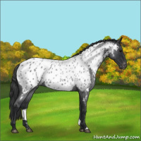 Horse Color:Blue Roan Near Leopard 