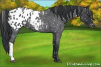 Horse Color:Blue Roan Appaloosa 
