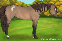 Horse Color:Bay Dun Sabino Blanket 
