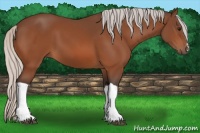 Horse Color:Silver Bay 