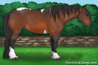 Horse Color:Bay Tobiano 