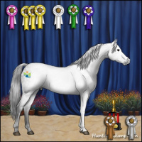 Horse Color:Gray Black 