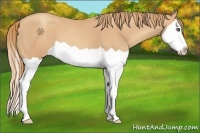 Horse Color:Gold Champagne Splash 