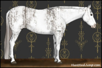 Horse Color:White Spotted Grullo Appaloosa Rabicano  and White Spotted Grullo Splash Appaloosa Rabicano 