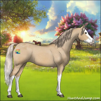 Horse Color:Red Dun Splash Appaloosa 