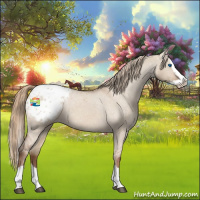 Horse Color:Red Dun Splash Appaloosa 