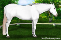 Horse Color:Bay Splash Frame Appaloosa  and Black Splash Frame Appaloosa 