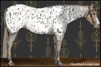 Horse Color:Chestnut Splash Frame Appaloosa  and Black Splash Frame Appaloosa 