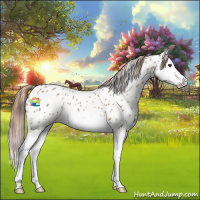 Horse Color:Red Roan Splash Appaloosa 