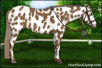 Horse Color:Chocolate Palomino Near Leopard 