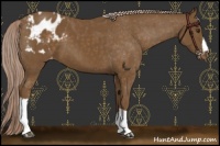 Horse Color:Chocolate Palomino Appaloosa