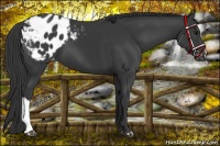 Horse Color:Black Appaloosa 
