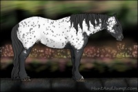 Horse Color:Black Appaloosa 