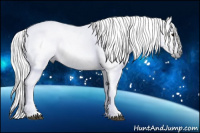 Horse Color:Gray Bay Appaloosa 