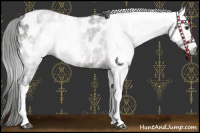 Horse Color:Gray White Spotted Brown Appaloosa 