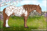 Horse Color:Chestnut Appaloosa 