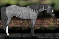 Horse Color:Blue Roan Varnish 