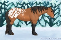 Horse Color:Bay Appaloosa 