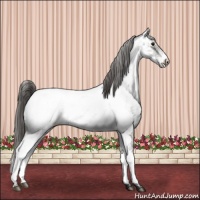 Horse Color:White Spotted Grullo Near Fewspot Rabicano  and White Spotted Grullo Near Fewspot Rabicano 