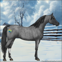 Horse Color:Blue Roan 