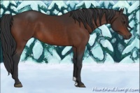 Horse Color:Brown 