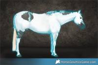 Horse Color:Thunderstruck Grullo Ice Rabicano and White Spotted Grullo Roan Pearl Appaloosa Rabicano