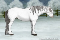 Horse Color:White Spotted Grullo Appaloosa Rabicano  and White Spotted Grullo Appaloosa Rabicano 