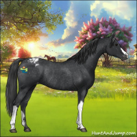 Horse Color:Black Appaloosa Rabicano 