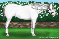 Horse Color:White Spotted Liver Chestnut Splash Tobiano Frame Appaloosa 