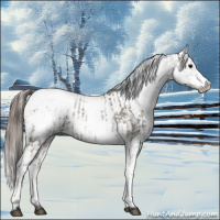 Horse Color:White Spotted Grullo Appaloosa Rabicano  and White Spotted Grullo Frame Appaloosa Rabicano 