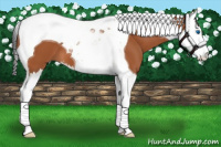 Horse Color:Bay Sabino Splash Tobiano 