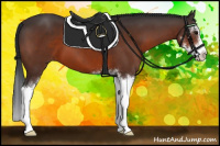 Horse Color:Bay Sabino 