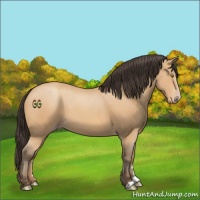 Horse Color:Amber Champagne 