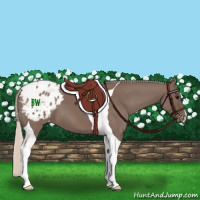 Horse Color:Silver Black Tobiano Appaloosa 