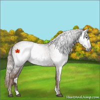 Horse Color:Gray Chestnut 