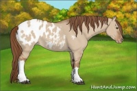 Horse Color:Red Dun Appaloosa 