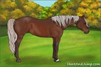 Horse Color:Silver Bay 